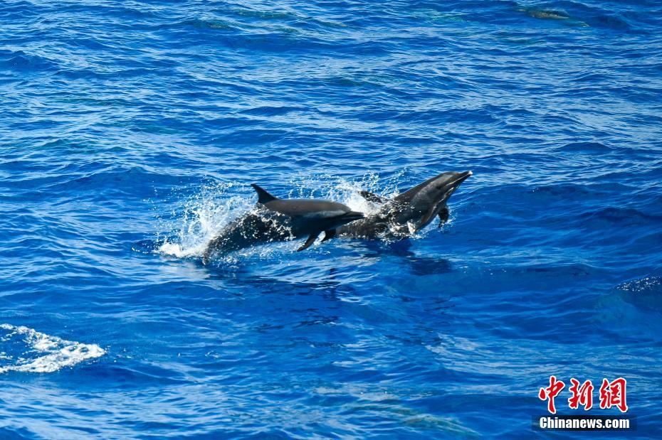 海豚在南海海域畅游嬉戏